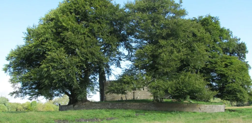 monaincha abbey 1