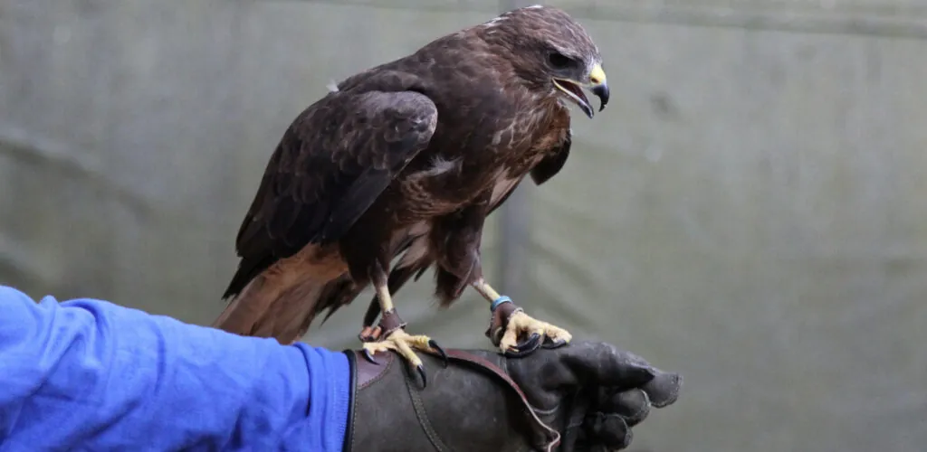 aigle