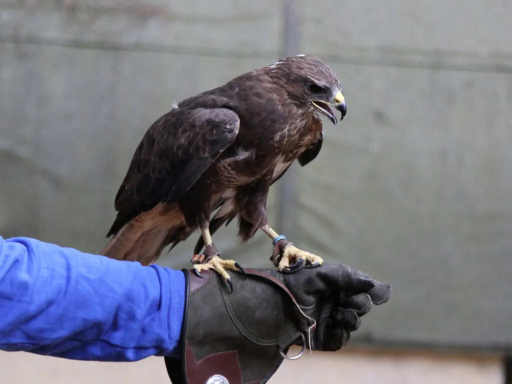 Un aigle - Mark Kent - cc