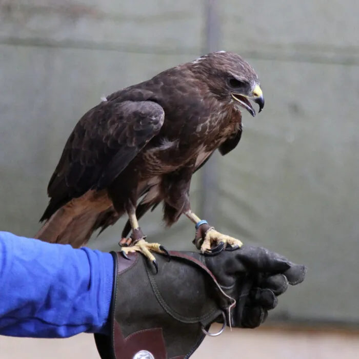 Un aigle - Mark Kent - cc