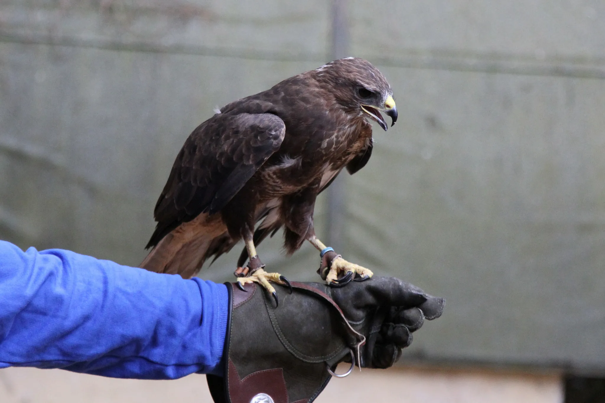 Un aigle - Mark Kent - cc