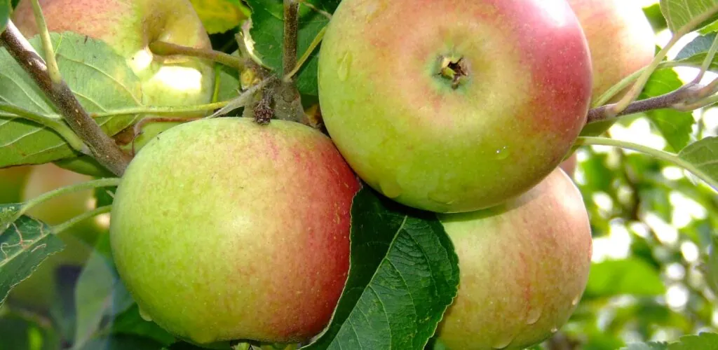 pommes