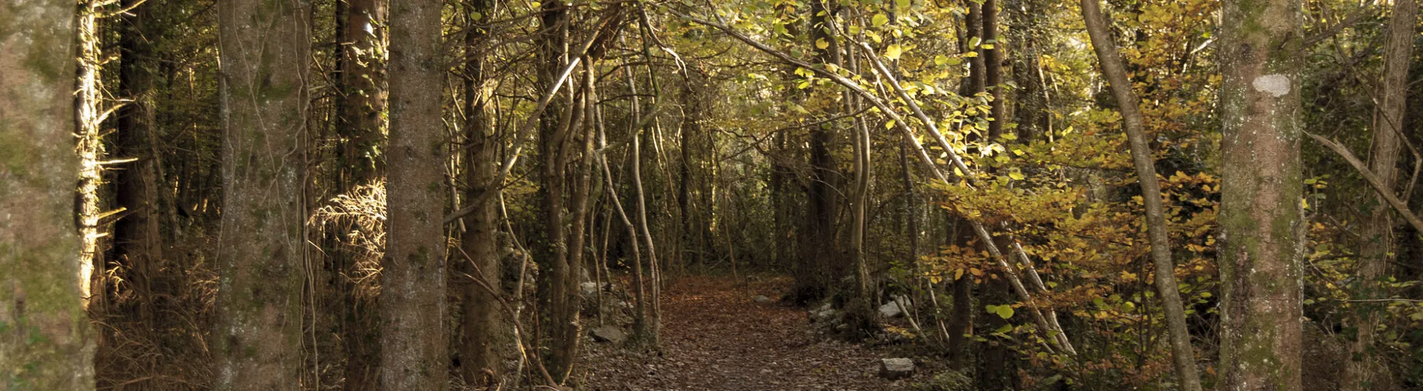 Le Merlin Woods Park