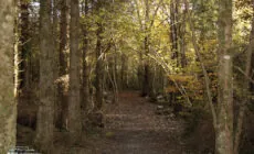 Merlin Woods Park - Paul Fox-Reeks - cc
