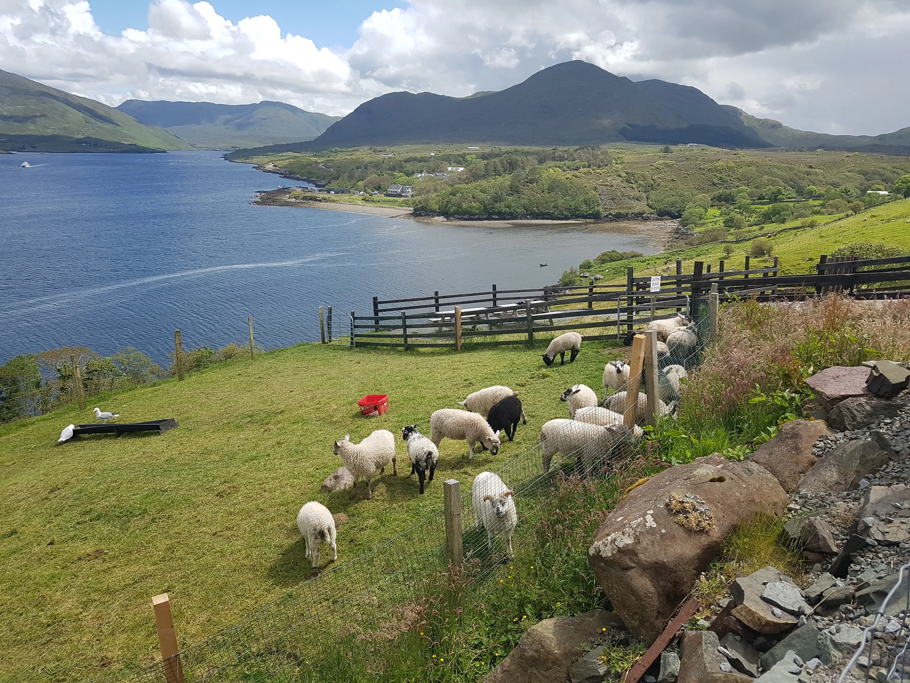 La Killary sheep farm - © Anika