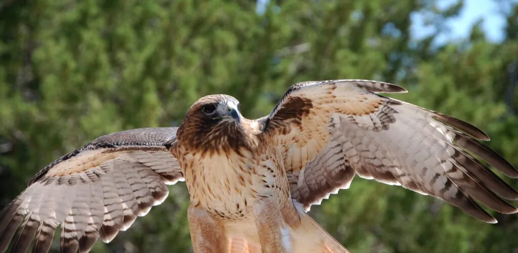 aigle scaled