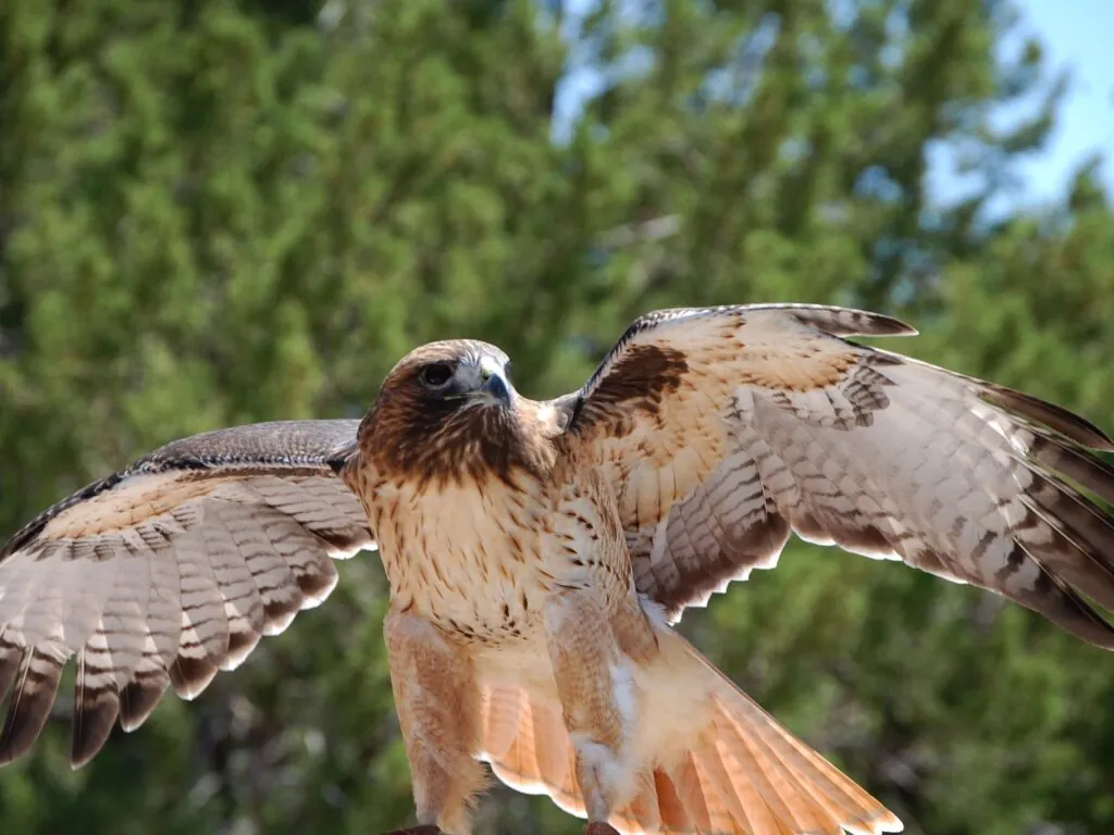 Une aigle - ~Pawsitive~Candie_N - cc