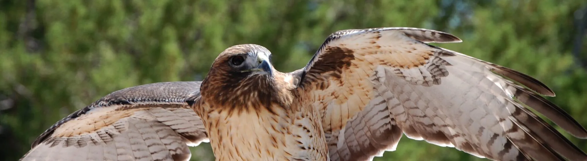 Le Mayfield Birds of Prey