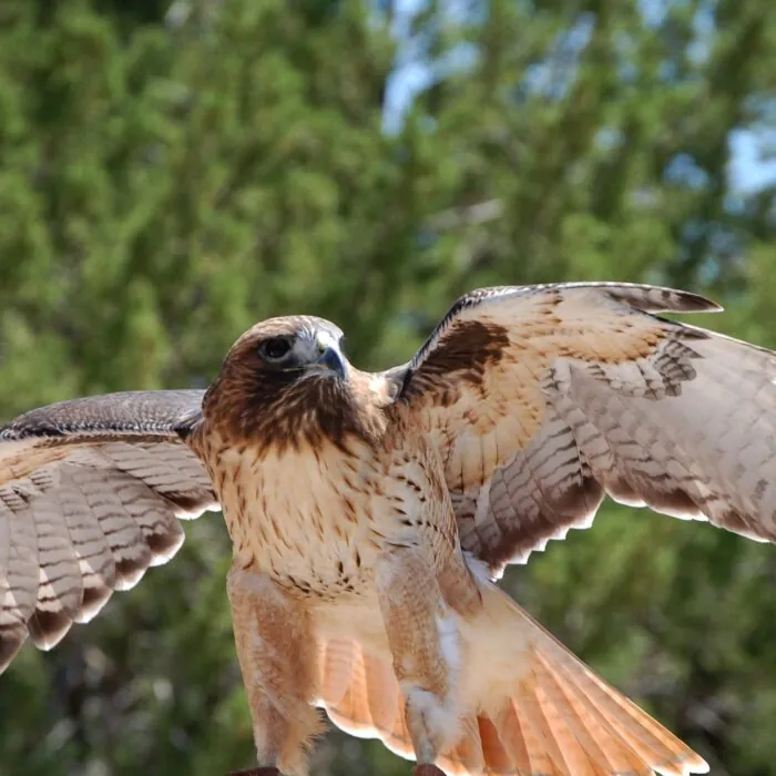Une aigle - ~Pawsitive~Candie_N - cc