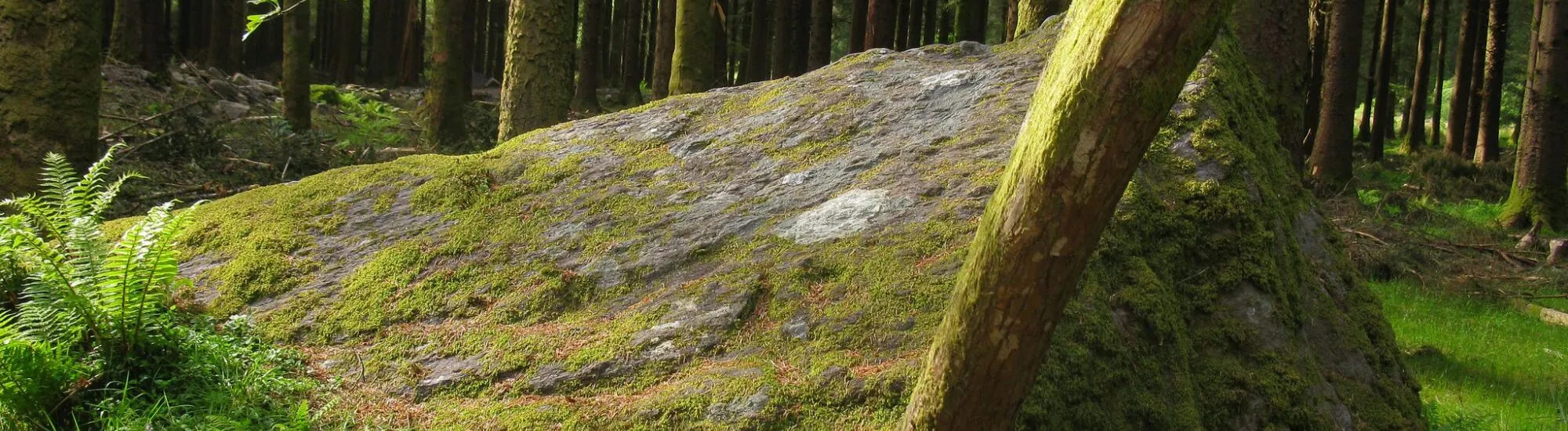Parcs forestiers