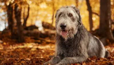 L'Irish Wolfhound 1 Un irish wolfhound - © Kamila