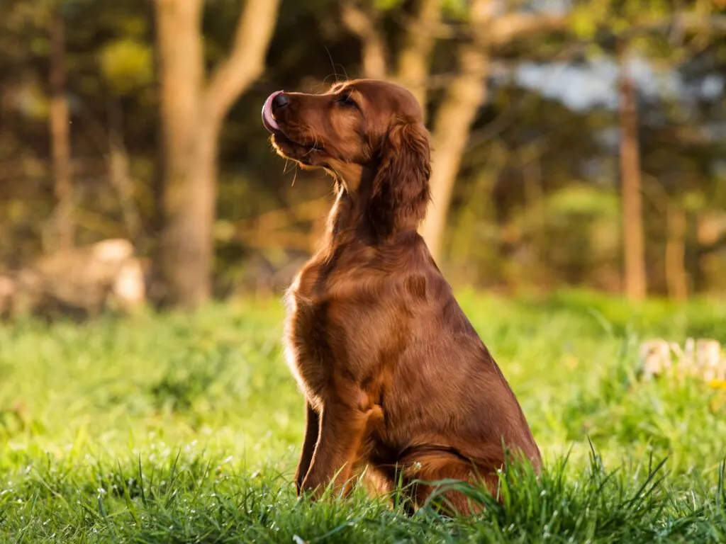 setter irlandais 1