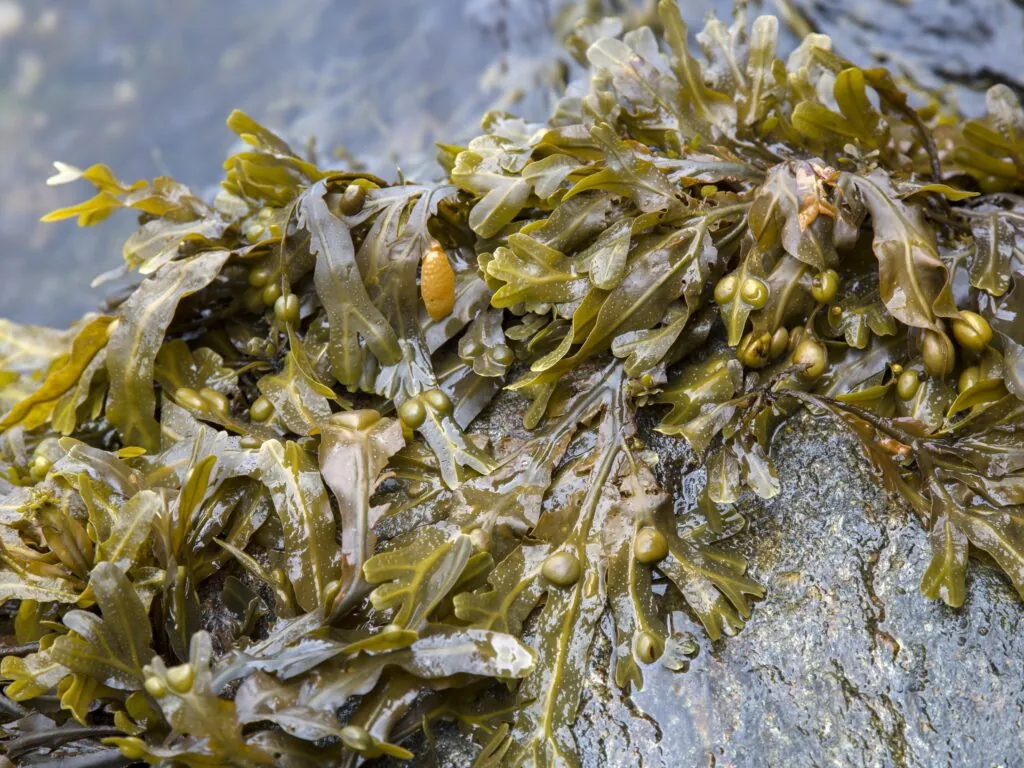De la dulse - © kevers