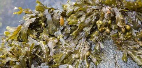 dulse