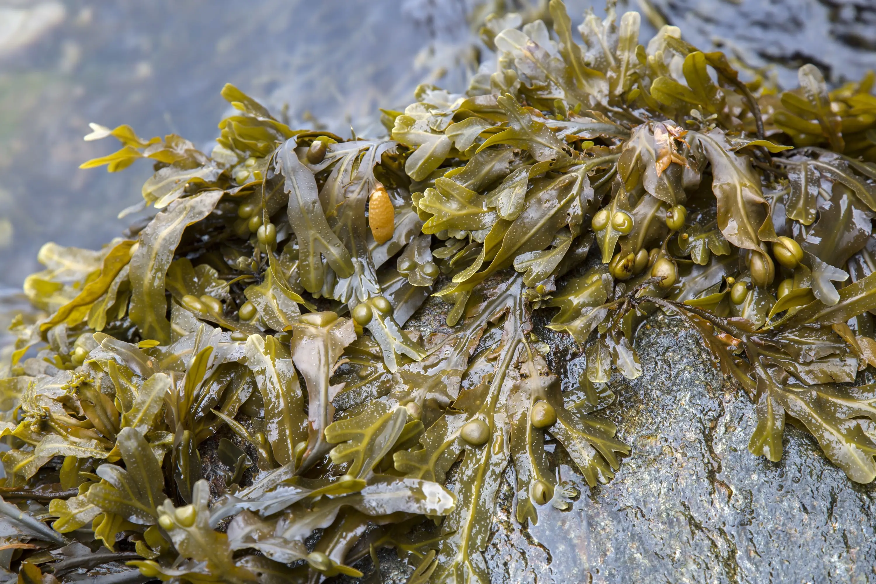 La dulse irlandaise