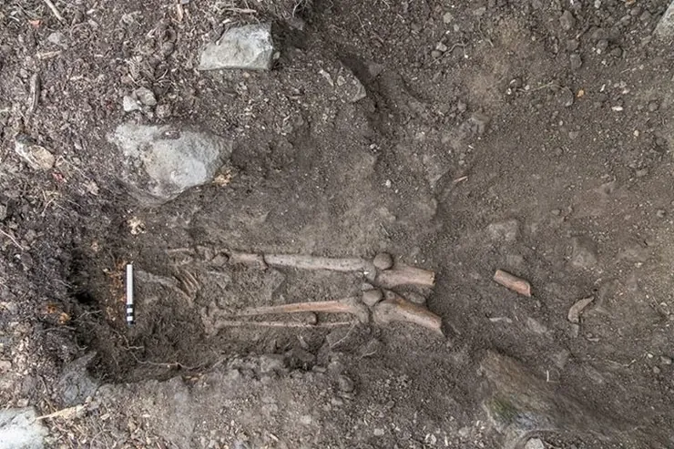 Ossements trouvés sous l'arbre de Collooney