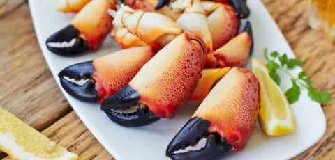 pinces de crabes 1