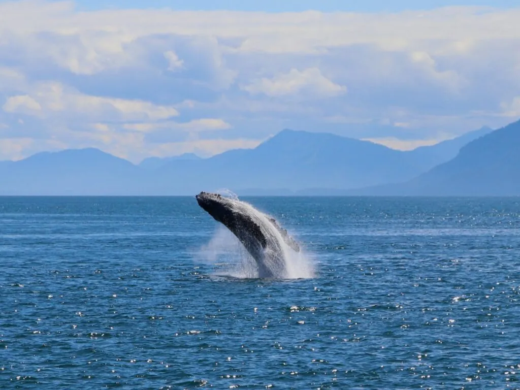 Une baleine - Navin75 - cc