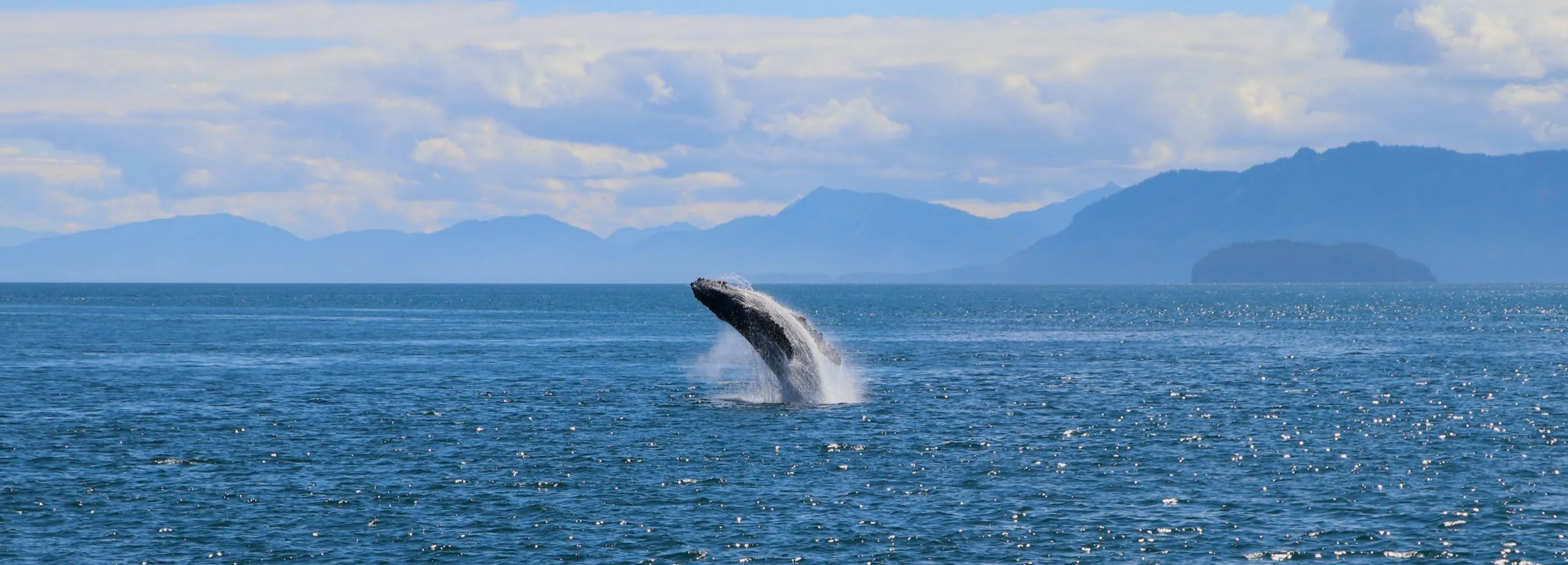 Une baleine - Navin75 - cc