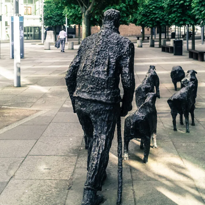 La Sheep on the Road - William Murphy - cc