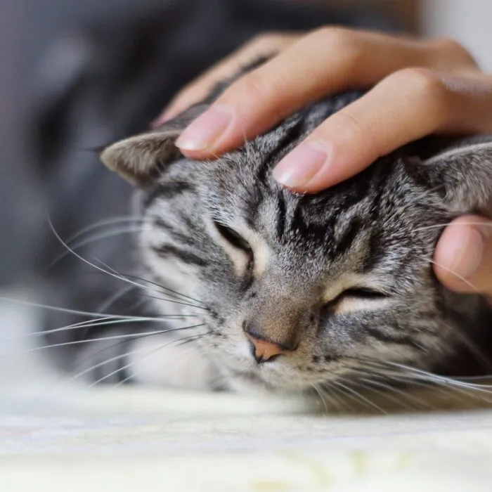 Un chat en train de se faire papouiller -K-nekoTR - cc