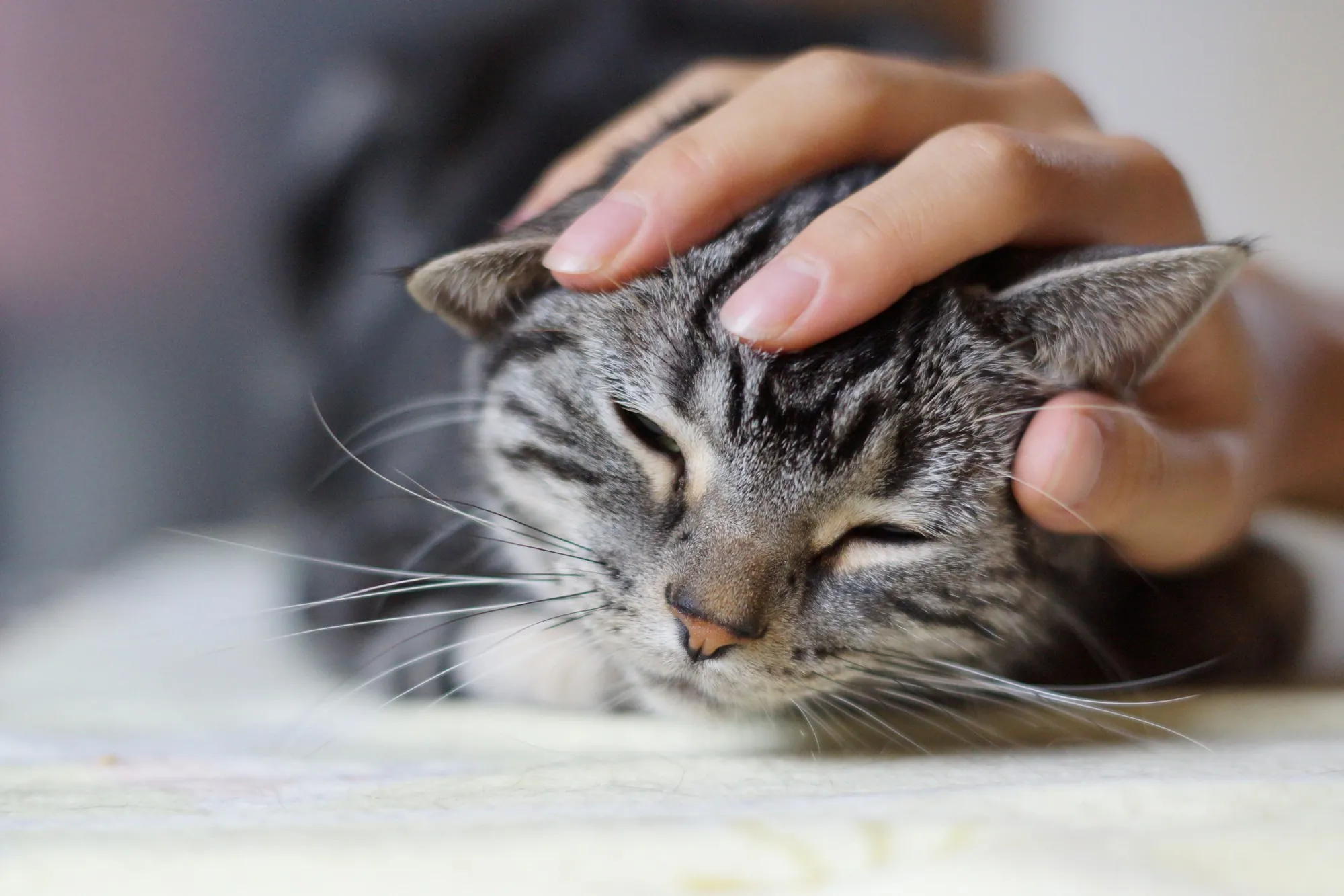 Un chat en train de se faire papouiller -K-nekoTR - cc