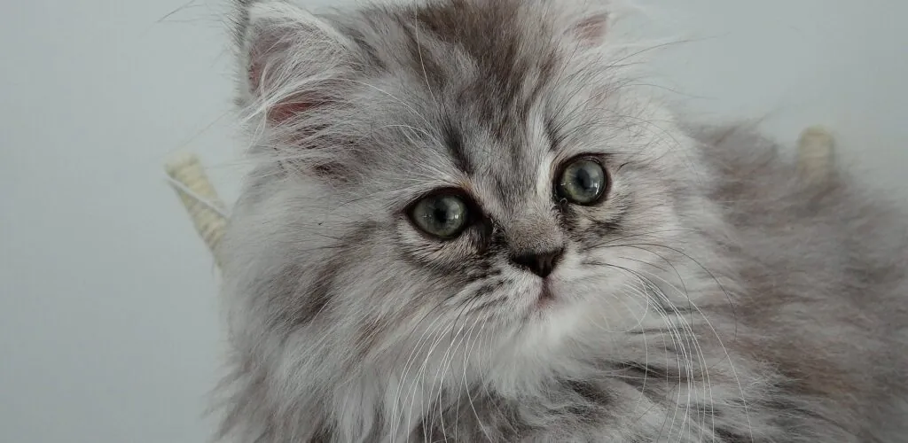 Irlande : tout plaquer pour partir à Dublin et devenir caresseur de chat professionnel !