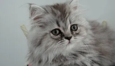 Un chaton - Domaine public
