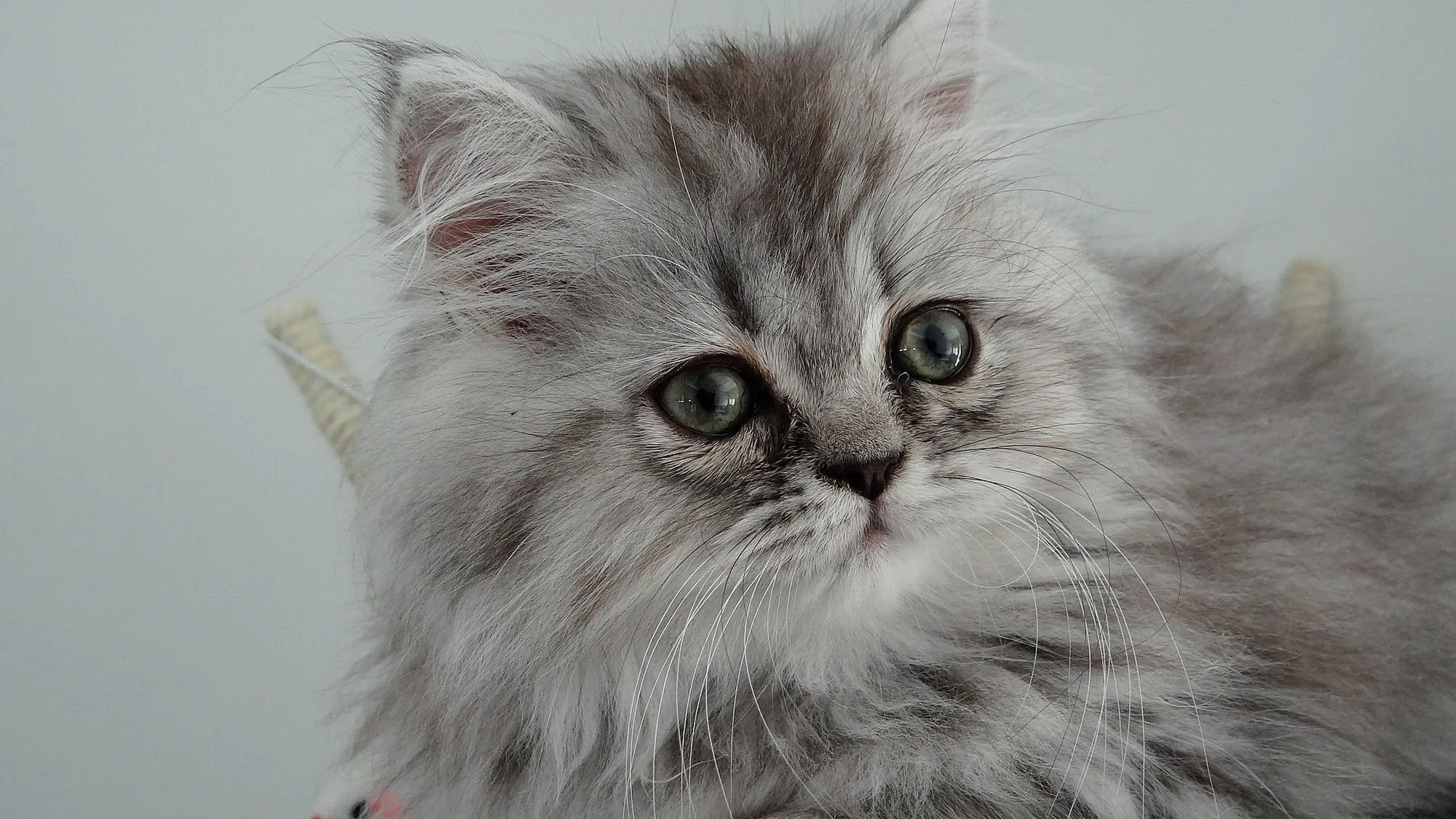Un chaton - Domaine public