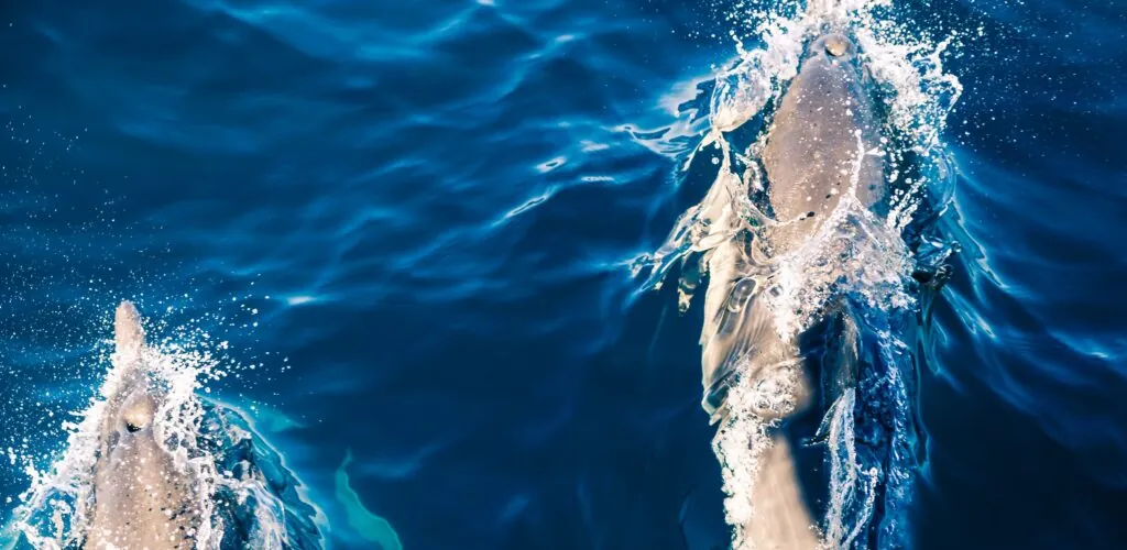 Un dauphin aperçu dans les eaux de Dublin !