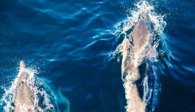 Des dauphins au large de l'Irlande - heyengel