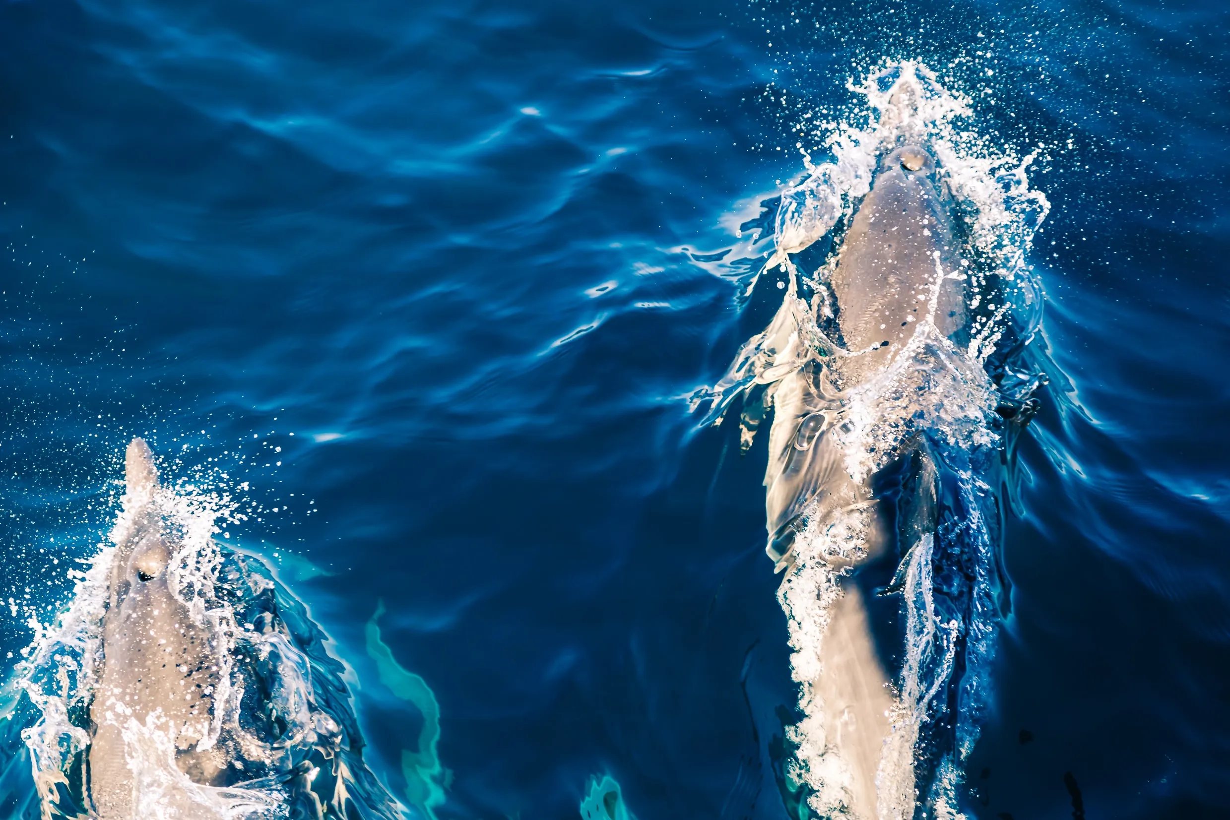 Des dauphins au large de l'Irlande - heyengel