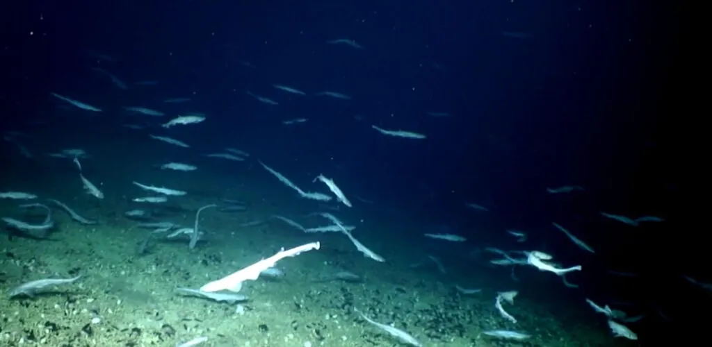 Irlande : des milliers d’œufs de requins découverts au large des côtes irlandaises
