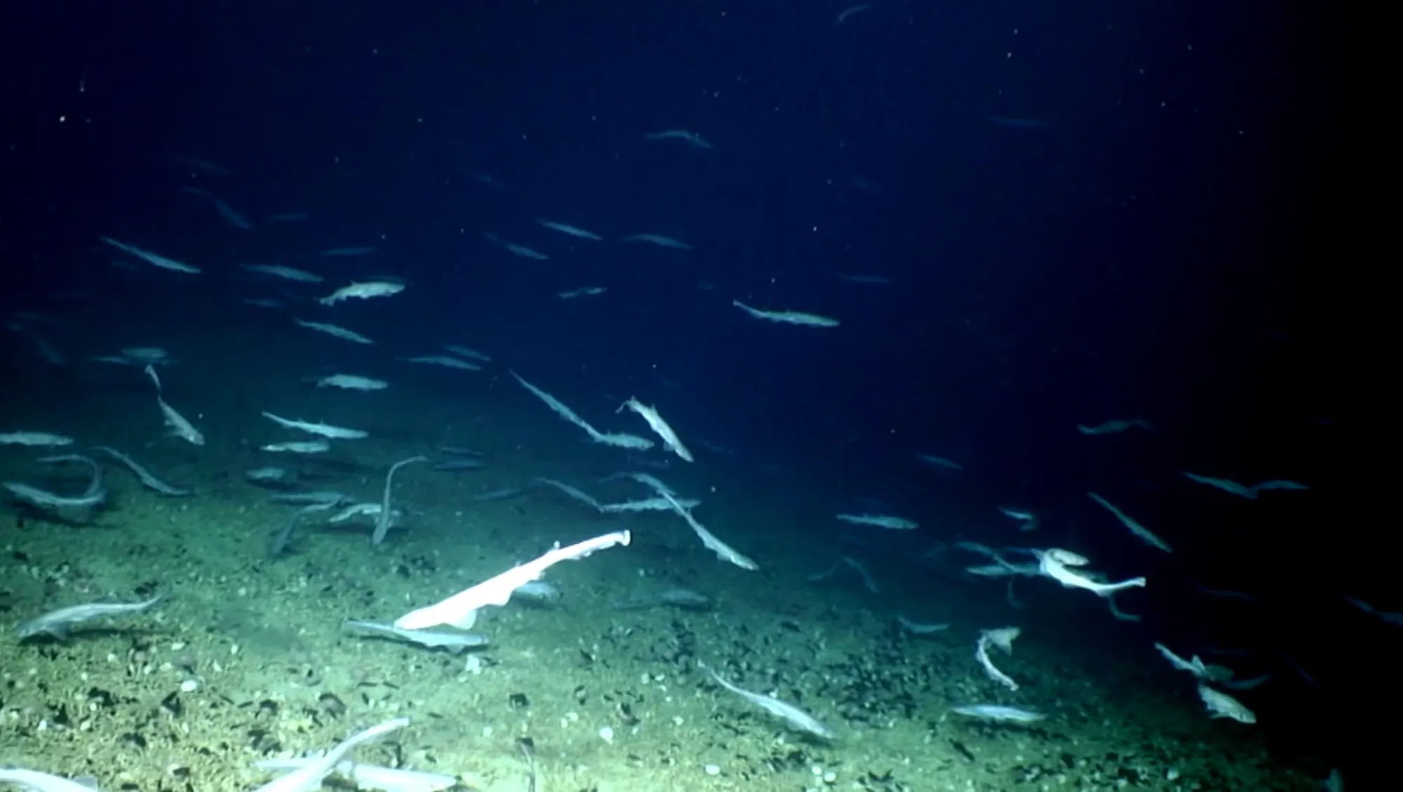 Des requins et leurs oeufs découverts en Irlande