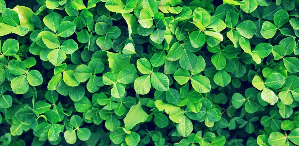 7 choses que vous ignorez sur le trèfle irlandais
