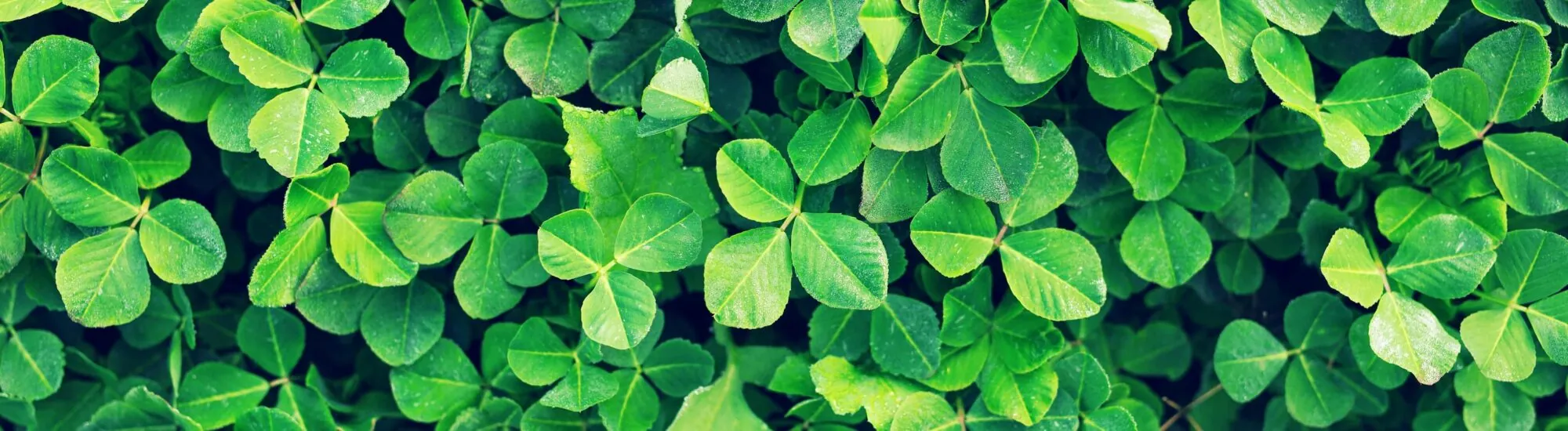 Traditions et symboles de la Saint-Patrick