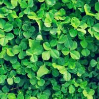 Traditions et symboles de la Saint-Patrick