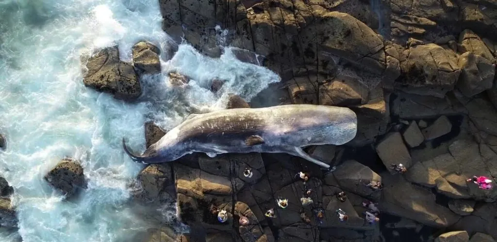 Un cachalot de 12 mètres s&rsquo;échoue en Irlande