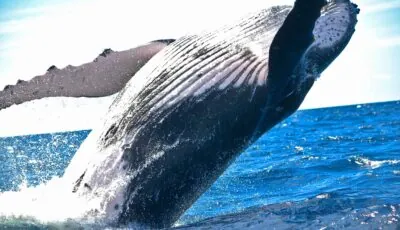 Une baleine à bosse au large des côtes irlandaises - Photo by Sho Hatakeyama on Unsplash