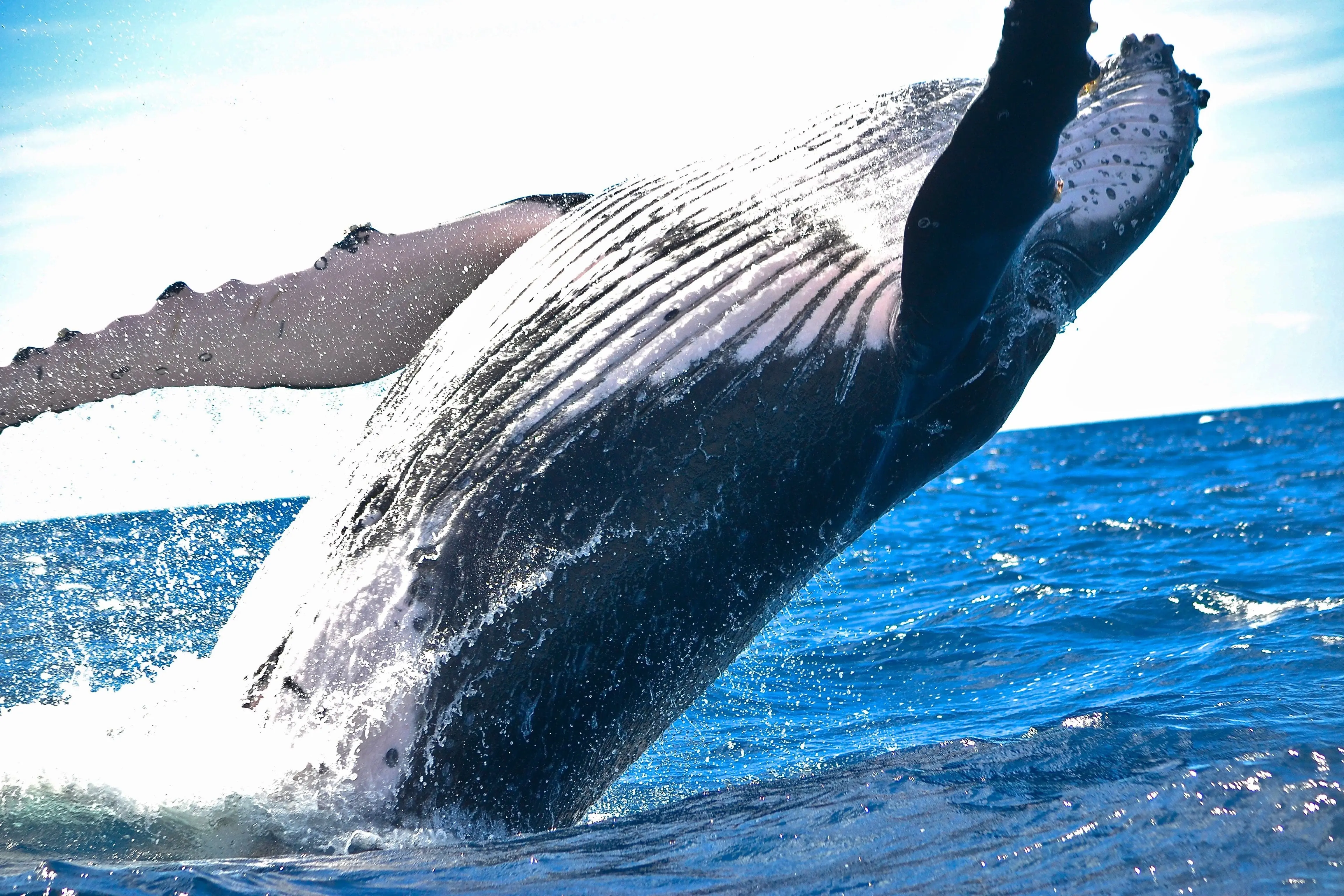 Une baleine à bosse au large des côtes irlandaises - Photo by Sho Hatakeyama on Unsplash