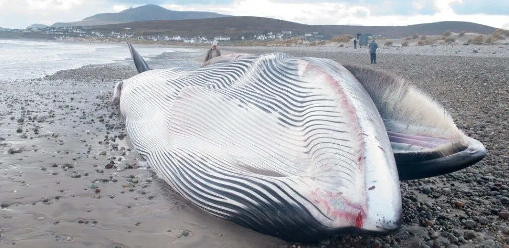 Une baleine s&rsquo;échoue sur une plage en Irlande du Nord