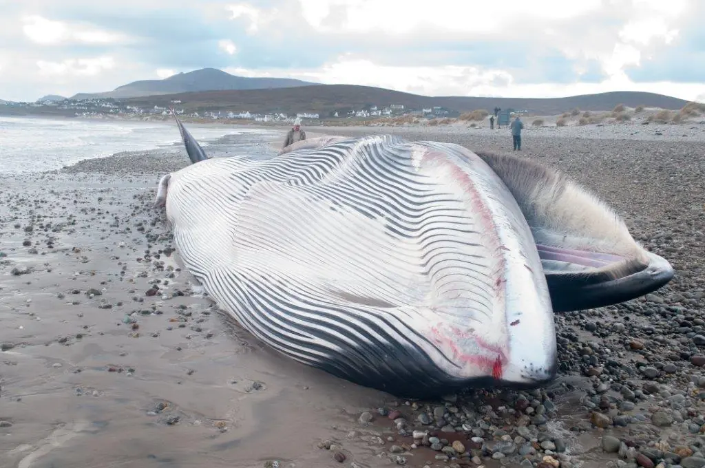 Baleine échouée en Irlande du Nord - Photo par Tom Honeyman - Irish whale and dolphin group