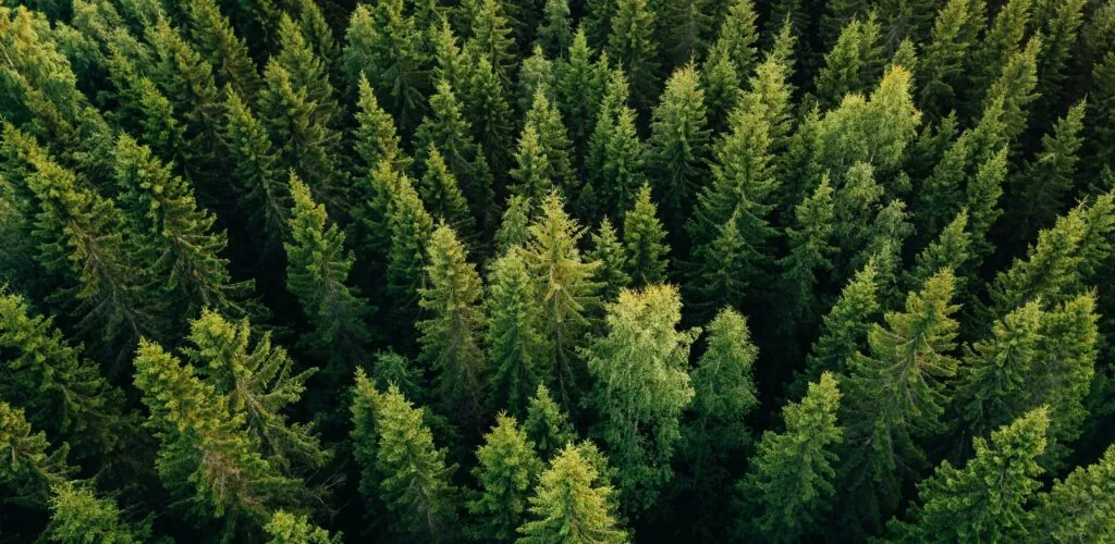 L&rsquo;Irlande va planter 440 millions d&rsquo;arbres d&rsquo;ici 2040 pour lutter contre le changement climatique