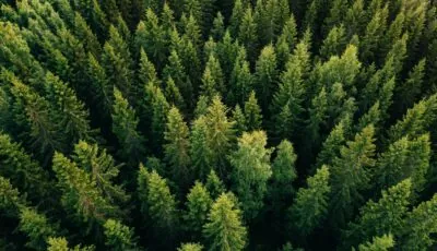 L’Irlande va planter des arbres à des fins écologiques – nblxer r