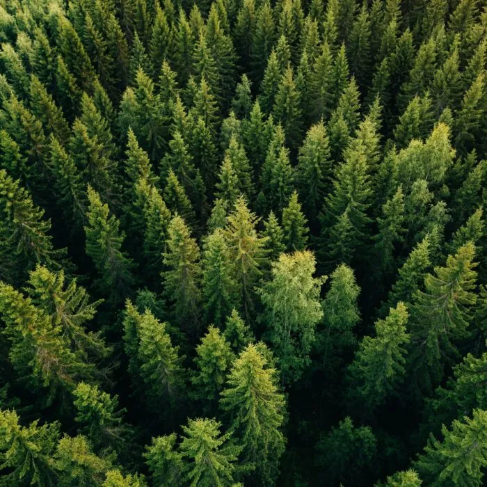 L’Irlande va planter des arbres à des fins écologiques – nblxer r