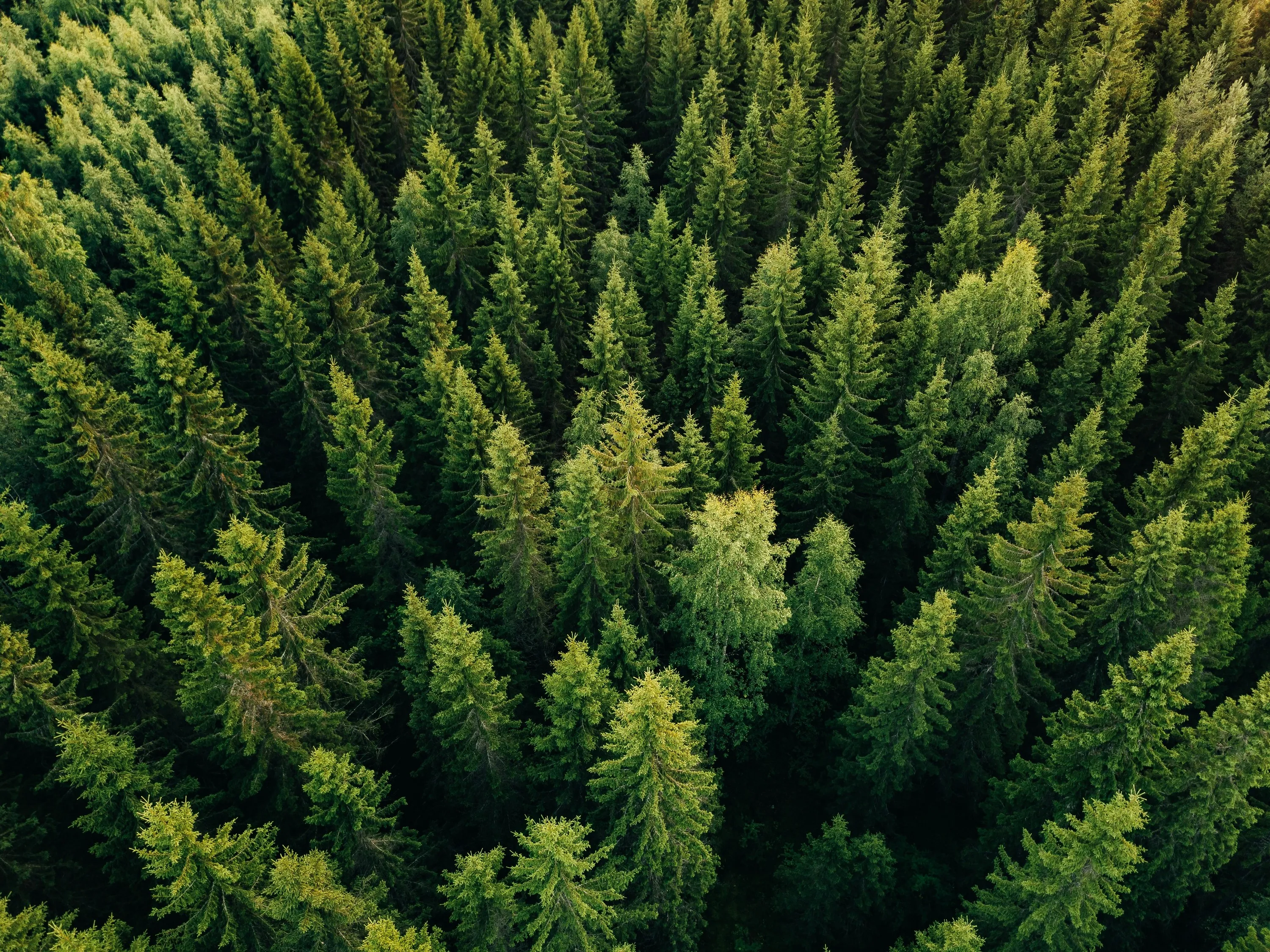 L’Irlande va planter des arbres à des fins écologiques – nblxer r