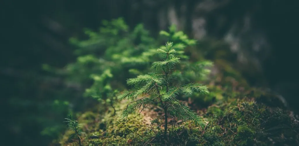 Irlande : des tourbières bientôt reconverties en forêts pour lutter contre le réchauffement climatique