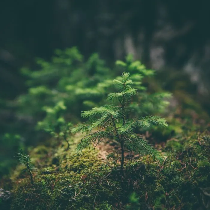 Des arbres en pousse en Irlande - Photo by Matthew Smith on Unsplash