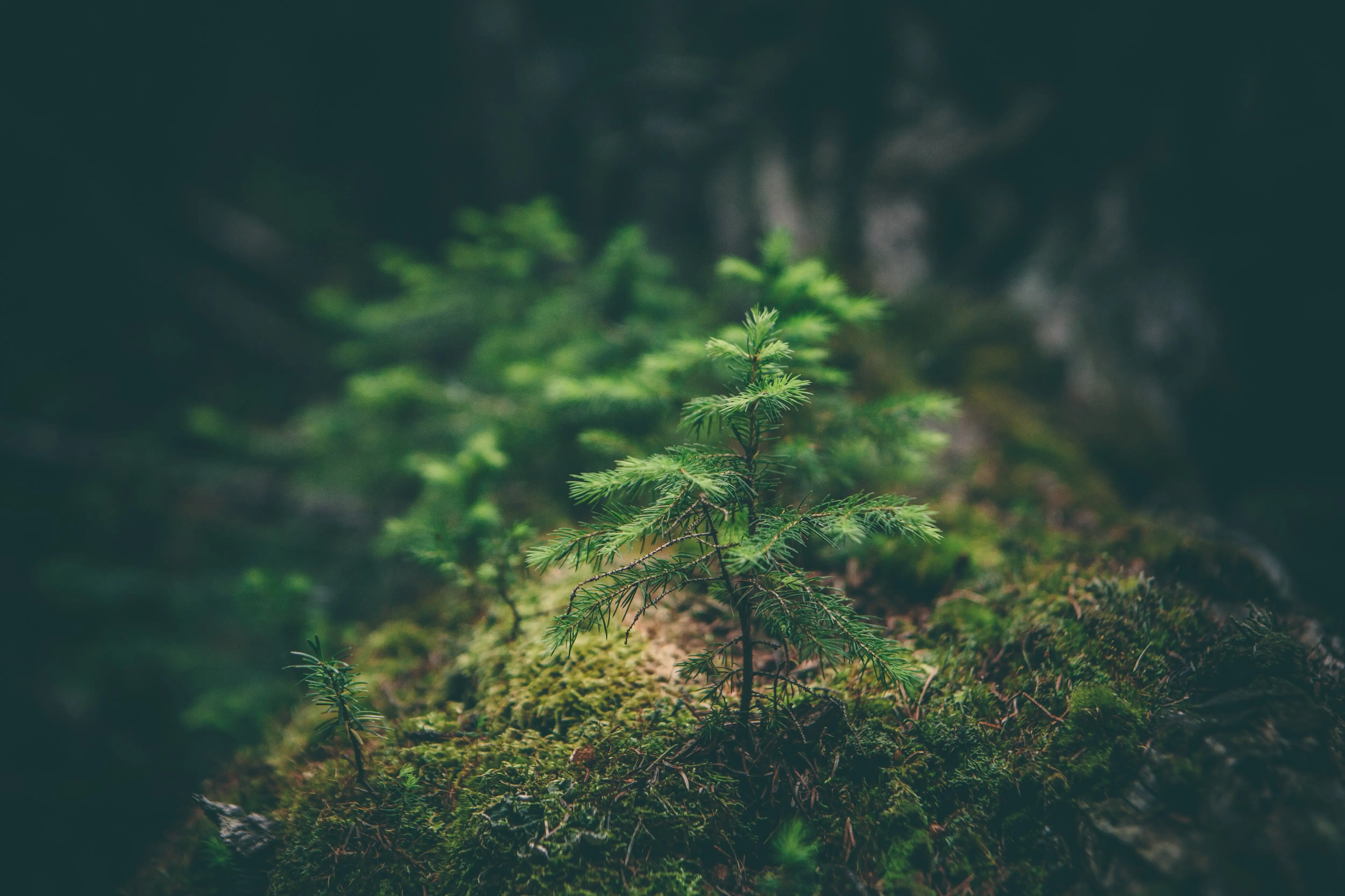 Des arbres en pousse en Irlande - Photo by Matthew Smith on Unsplash