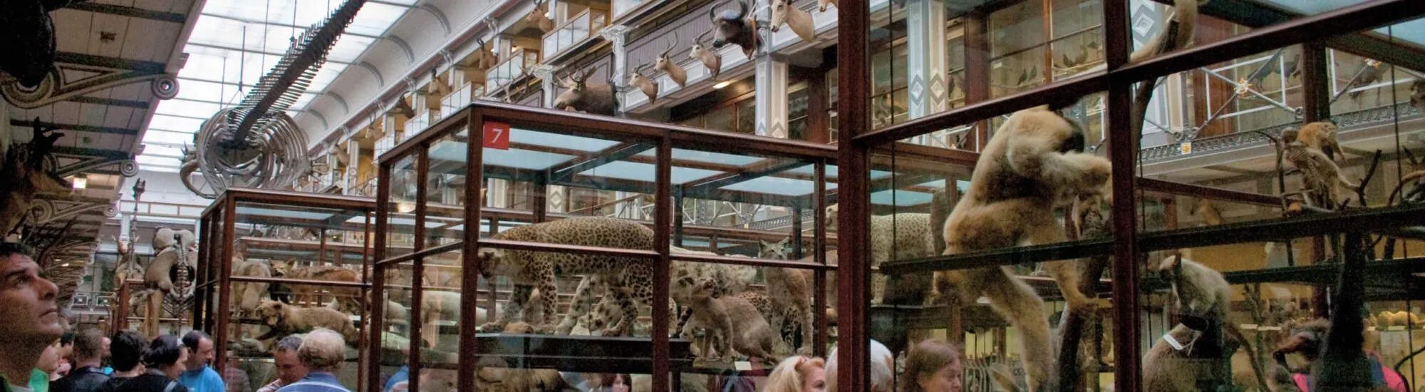 Le Natural History Museum de Dublin